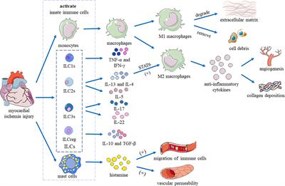 Innate Lymphoid Cells and Myocardial Infarction